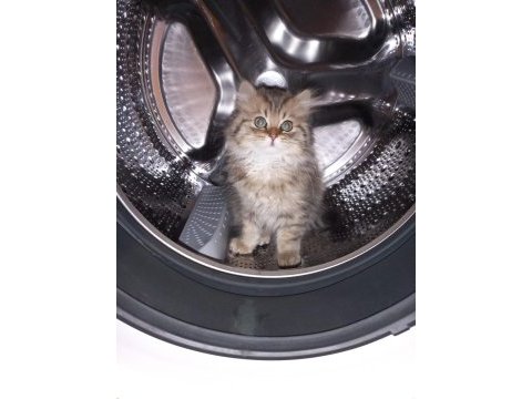British longhair golden tabby