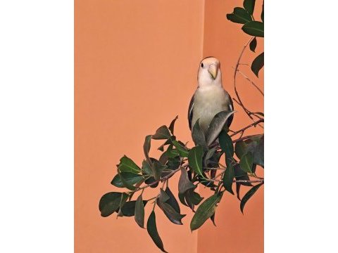 Yavru cennet papağanı özel renk
