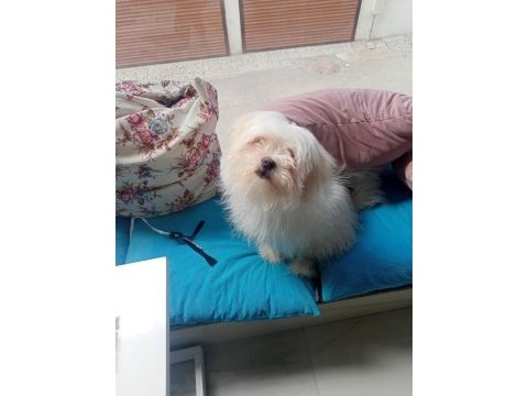 Maltese terrier bakımlı kimlikli aşıları tam