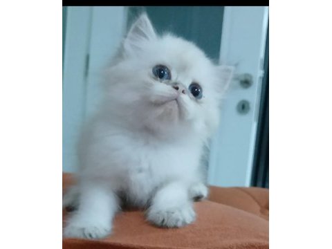 British longhair 35 günlük