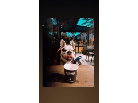 1.4 yaşında erkek kısır değil french bulldog