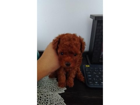 Korekan dişi teacup red poodle