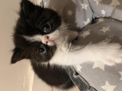 Yavru kedi ordu