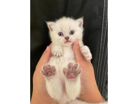 A kalite 55 günlük british shorthair teslime hazır bebekler