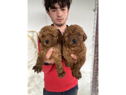 Red toy poodle yavrular