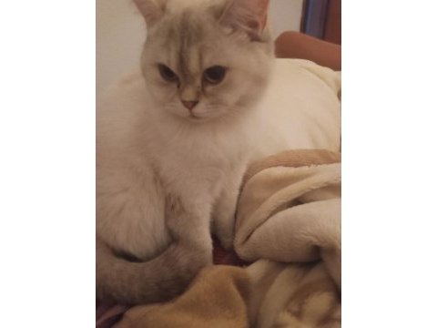 British shorthair kızıma yuva arıyorum