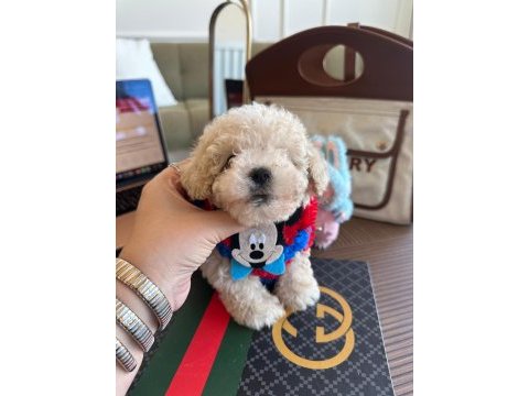 En güzel maltipoo