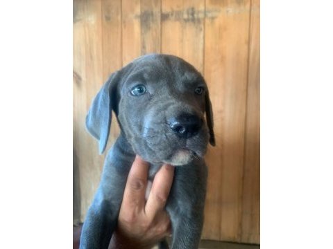 Dev panter dişi cane corso yavrular