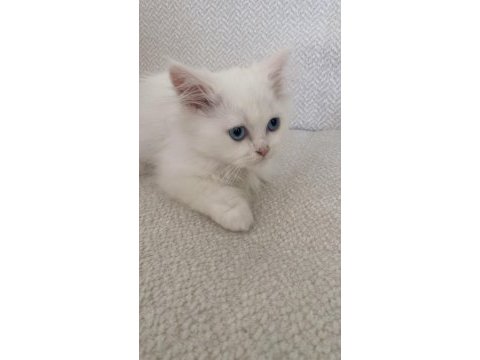 British longhair colorpoint