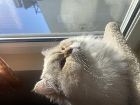 British longhair golden point mavi gözlü şecereli