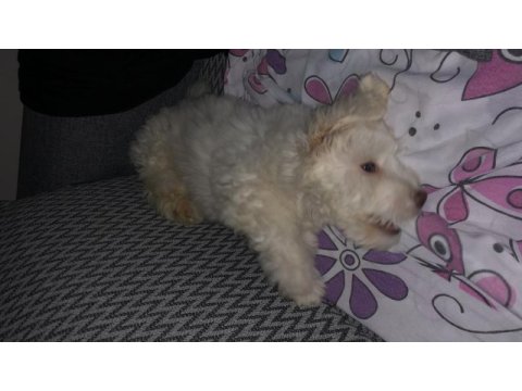 Ücretsiz maltese terrier
