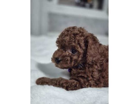 Toy poodle yavrular