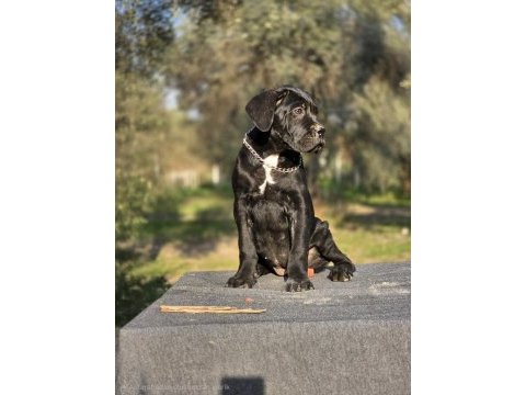 Irk garantili a şecere belgeli cane corso