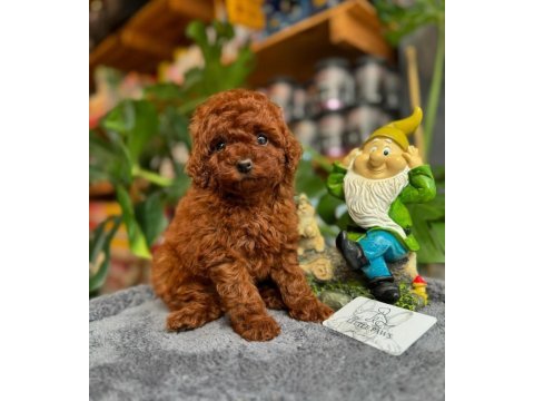 Dişi red toy poodle yavrumuz ufak boy ve sağlık garantili