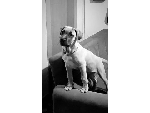 5 aylık cane corso aşıları tam temel komutları biliyor