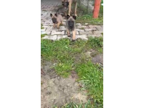 Safkan dik kulak belçika malinois yavrular