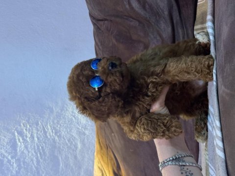 Kızıl siyah ve silver toy poodle bebeklerim