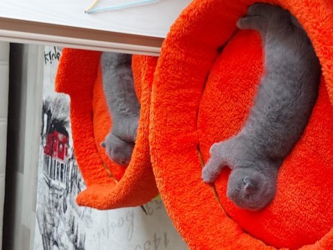 2 aylık yavru scottish fold