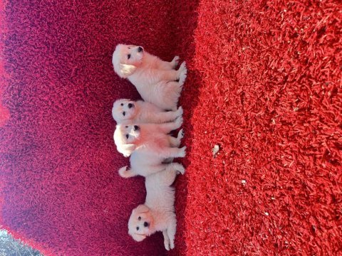 Baby face golden retriever yavrularımız