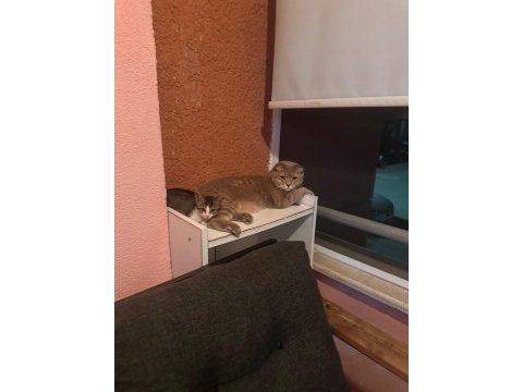 Oyuncu ve sevimli yavru kedi