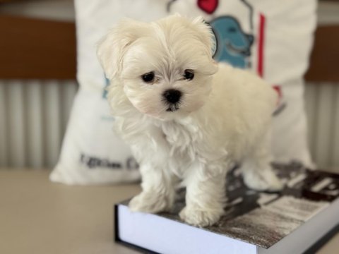 Wc eğitimli tea cup kore kan maltese yavrumuz