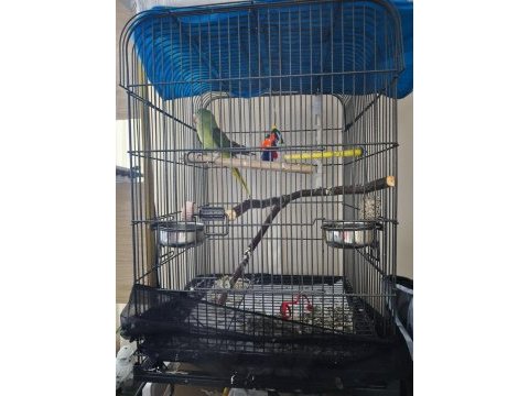8aylık bebek alexander papağanı