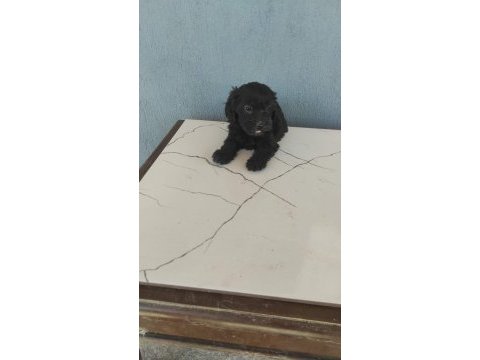 Maltipoo bebekler