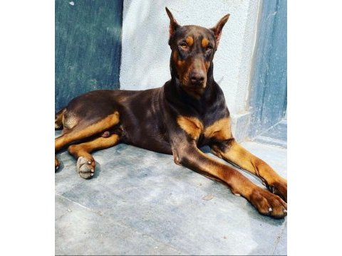 İsabella, blue ve kızıl renk özel eğitimli dobermanlar