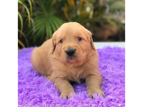 Golden retriever yavruları