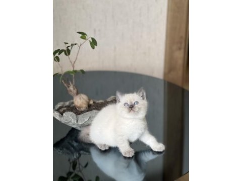 Gğzellik abidesi blue poimt british shorthair yavrum