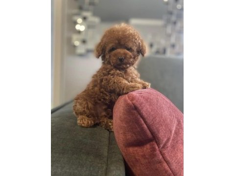 Toy poodle köpeği