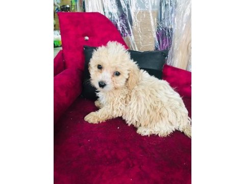 Maltipoo çocuklarıma yuva arıyorum
