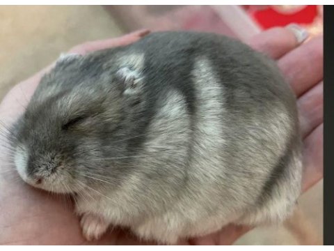 Hamster gonzales yavruları heryere gönderim