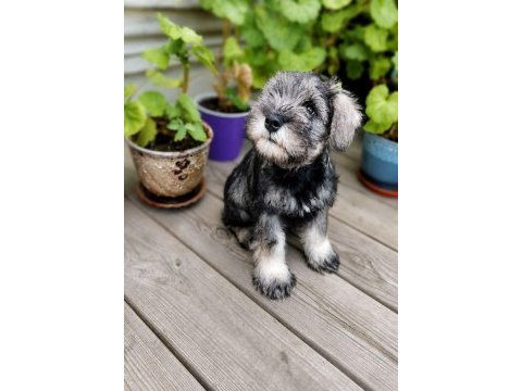 Anne altından rezerve schnauzer bebekler