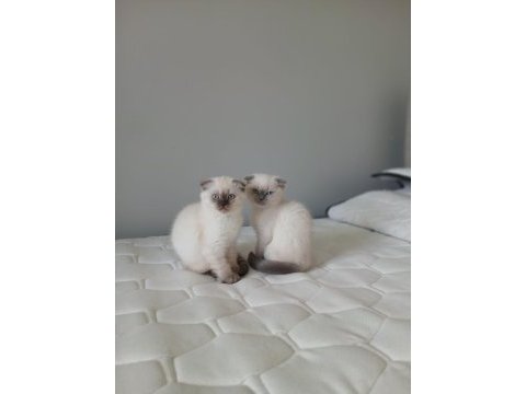 Şirin scottish fold yavrularımıza güzel aileler arıyoruz