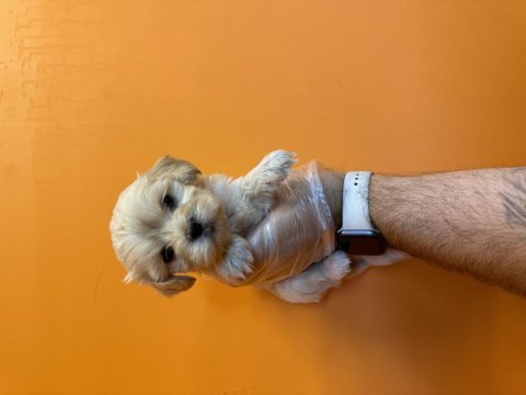 Gerçek maltipoo bebeklerimiz
