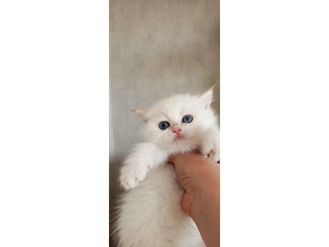Kedimiz yurtdışındandır petshopcular ulaşmasın