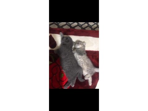 Kedilerim yeni yuvalarını arıyorlar