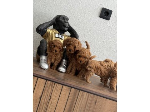 Teacup toy poodle