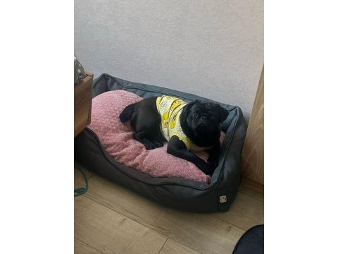 Mükemmel oyuncu pug
