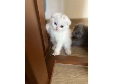 Orjinal ırkta, nadir bulunan bir cins scottish shorthair