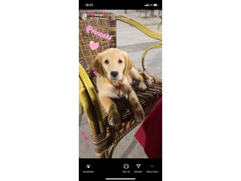 Golden retriever 5 aylık 10 numara dişi