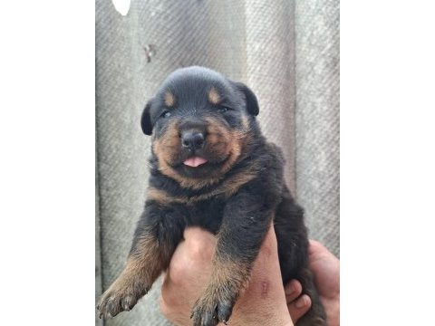 Rottweiler yavrularımız
