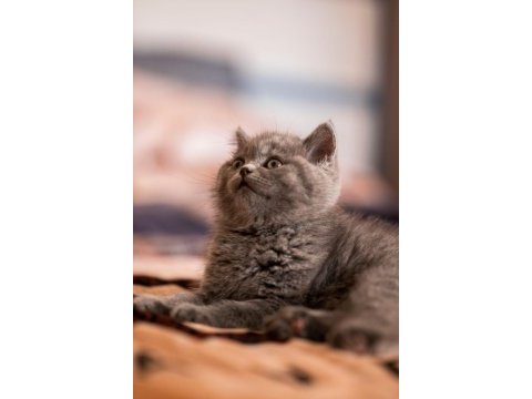 British shorthair