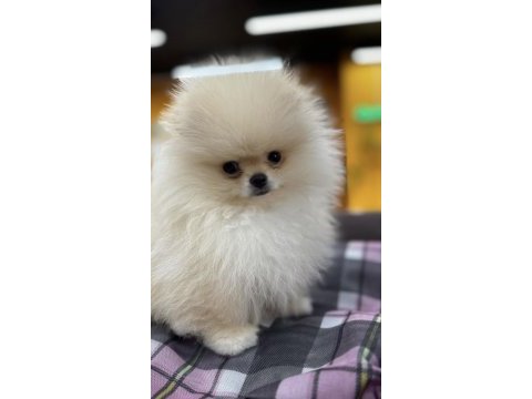 0 numara pomeranian boo tatlı mı tatlı dişi ve erkek
