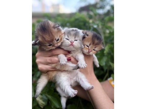 British longhair bebekler