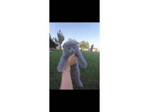 Scottish fold dişi