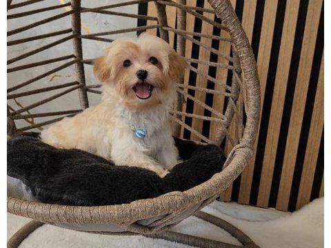 Maltipoo yavrularımız 