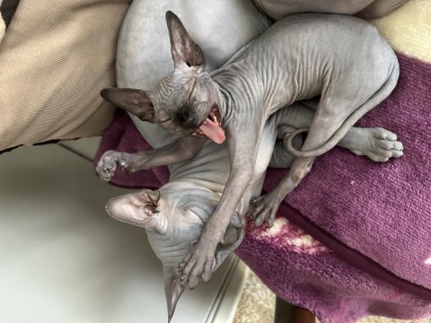 Has kan sphynx(sfenks)