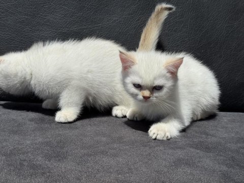 Çok özel beyaz mavi gözlü british shorthair ler